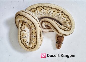 Python regius - 3
