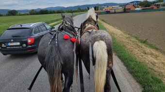 Predám Ťažnu Kobylu a Valacha všetko z papiermi - 3