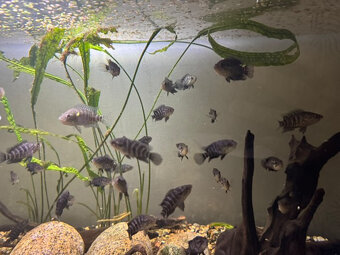 Parachromis Managuensis - 3