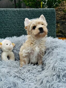 Golddust Yorkshire Terrier, Yorskshire s PP, Jork, Yorkshir - 3