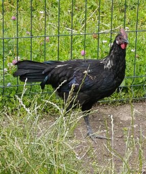 Kohutik mix s ayam cemani - 3