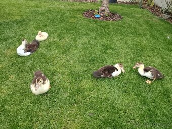 Predám čínske kačičky - 3