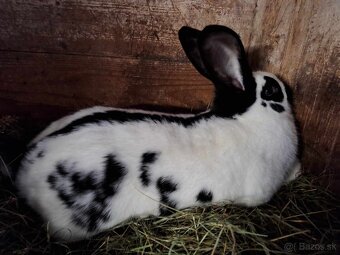 belgický obor, nemecký obrovitý strakoš - 3