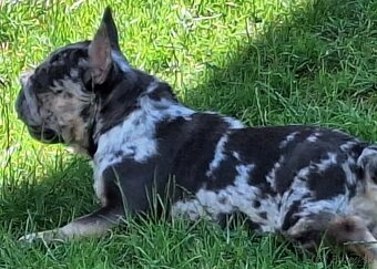 Francúzsky buldoček - 3