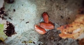Isopody Porcellio leavis Orange/White/Dairy Cow - 3