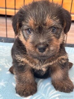 Norfolk terrier psik cierna s trieslovou : Oliver 6 tyzdnov - 3