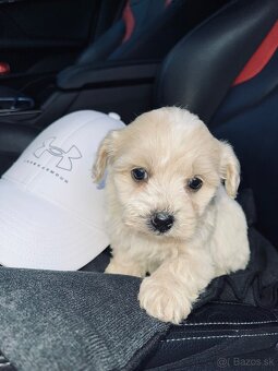 Maltipoo - 3