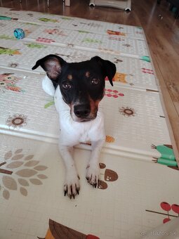 Fenka Jack Russell - 3