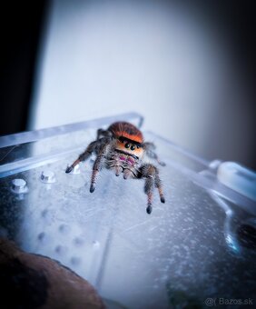 Phidippus regius „Everglades“ (Skákavka kráľovská) - 3