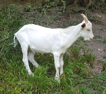 Predám mladého capka na plemeno - 3