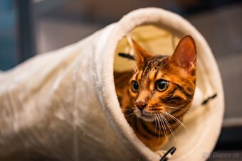 Meow Hotel - Luxusný hotel pre mačky v Piešťanoch - 3