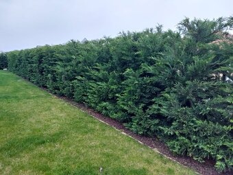 Zivy plot Cyprusovec leylandský (Cupressocyparis leylandii) - 3