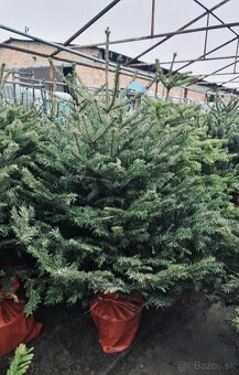 Kaukazská jedľa v kvetináči 1,50-1,80 smrekové vianočný stro - 3