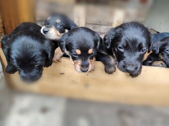 Slovenský kopov + zlatý retriever - 3