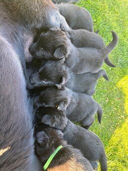 Šteniatka Nemecký ovčiak bez PP - 3