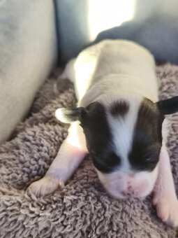 Čínsky chocholatý pes - 3