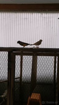 Predám kanárikov - 3