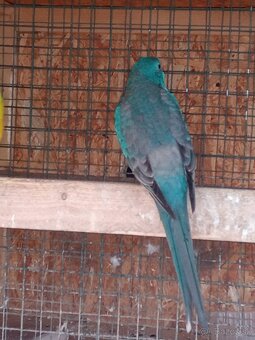 Papagaj spevavi. - 3