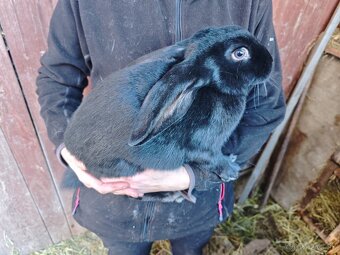 Králiky NOS a krížence - 3