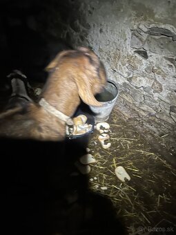 Anglonubijska 100%koza - 3