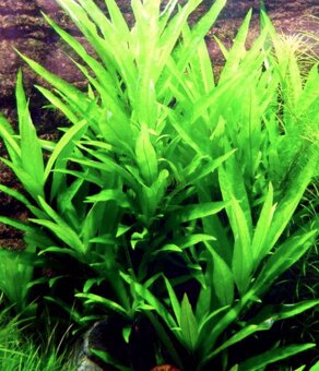 Hygrophila guyanensisnervata - 3