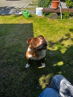 American pitbull terier - 3