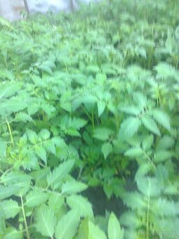 Planty - 3
