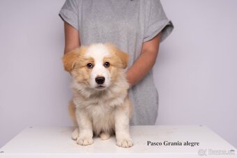 Šteniatka border kólie s PP - 3