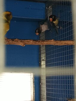 agapornis škraboškový TRICOLOR - 3