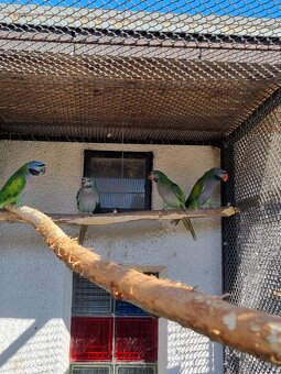 Alexander Čínsky - 3