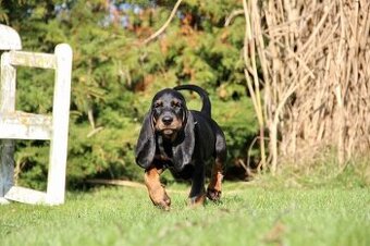 Americký mývalí pes- Black and Tan Coonhound - 3