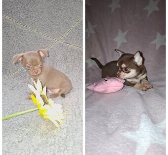 čivava šteniatka - 3