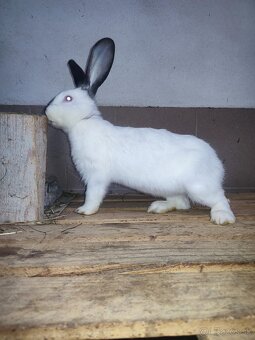 Nemecký obrovitý strakáč - 3