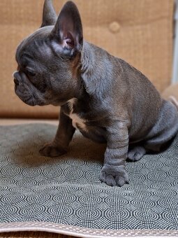 Francúzsky buldoček modrý - 3