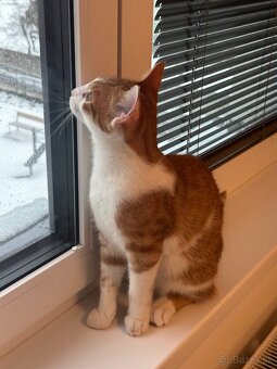 Kocur Rudolf zadarmo - 3