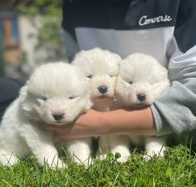 Samojed - 3