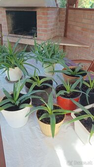 Predám Aloe Vera - 3