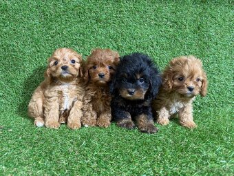 Cavapoo - 3