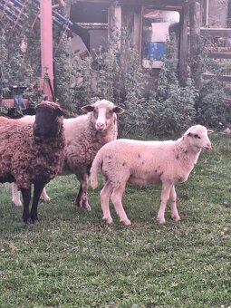 Predám barančeka - 3