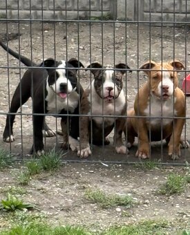 American bully - 3