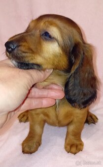 jazvečík dlhosrstý štandardný - 3