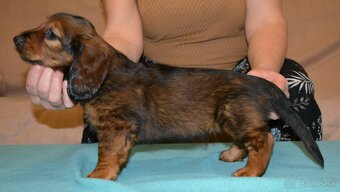 jazvečík dlhosrstý štandardný - 3