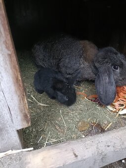 Predám králiky - 3