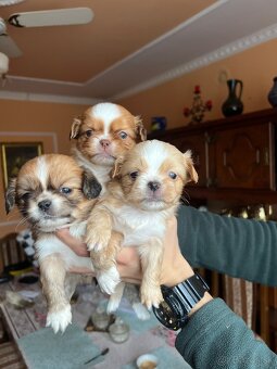 Šteniatko Pekinez - 3