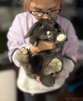 Minilop samcek 8mes z reg. chovu - 3