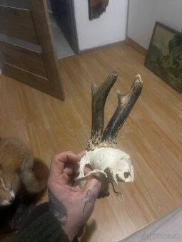 Trofej ,srnec ,zhody ,parohy ,parožie - 3