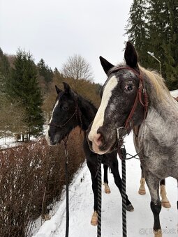 Valach s top povahou - 3