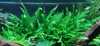 Rastlinky: blyxa, microsorium, Limnophila - 3
