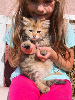Maine coon , kríženci od Nórskeho otca - 3