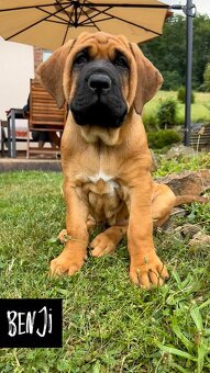 Tosa Inu - Štěňátka s PP - 3